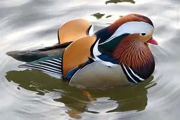 عکس/ پرنده‌ای شگفت‌انگیز در شرق آسیا