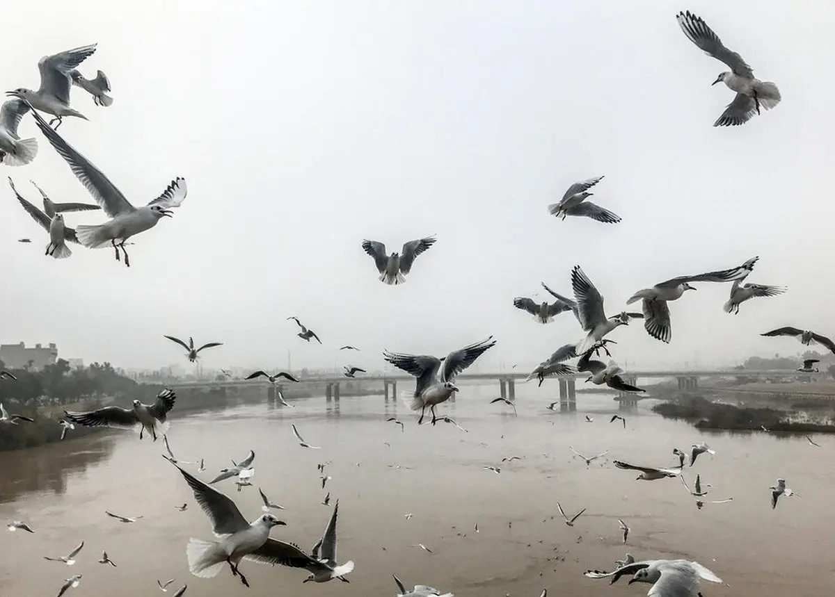 تصاویر / میهمانان  تازه برای کارون!