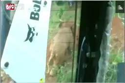 ببینید: تصاویری از نجات بچه فیل افتاده در چاله‌ای در سریلانکا