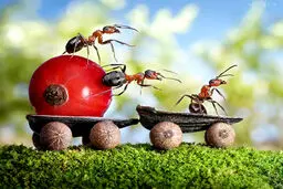 مورچه‌ها چگونه همدیگر را شناسایی می‌کنند؟ + تصویر