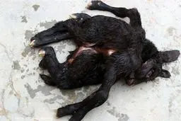 تولد گوسفند با دو بدن و سه گوش /عکس