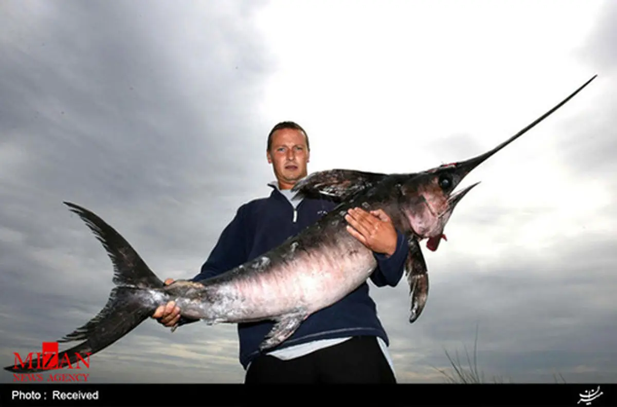 ماهی‌های عظیم الجثه و البته جذاب! /تصاویر