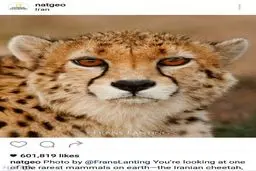 تصویری زیبا از یوزپلنگ ایرانی که نشنال جئوگرافیک منتشر کرد