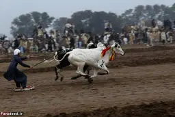 تصاویر/ مسابقه اسکی با گاو