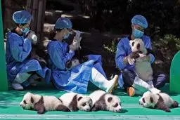 عکسی زیبا از پانداهای چینی