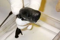 کشف کوسه ۱۵ سانتی‌متری +عکس