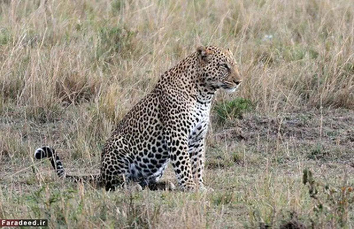 وقتی گوزن‌یالدار پلنگ را غافلگیر کند/تصاوير