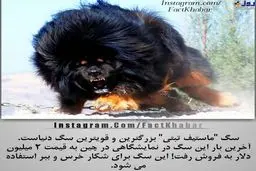 بزرگترین و قوی ترین سگ عجیب دنیا+عکس