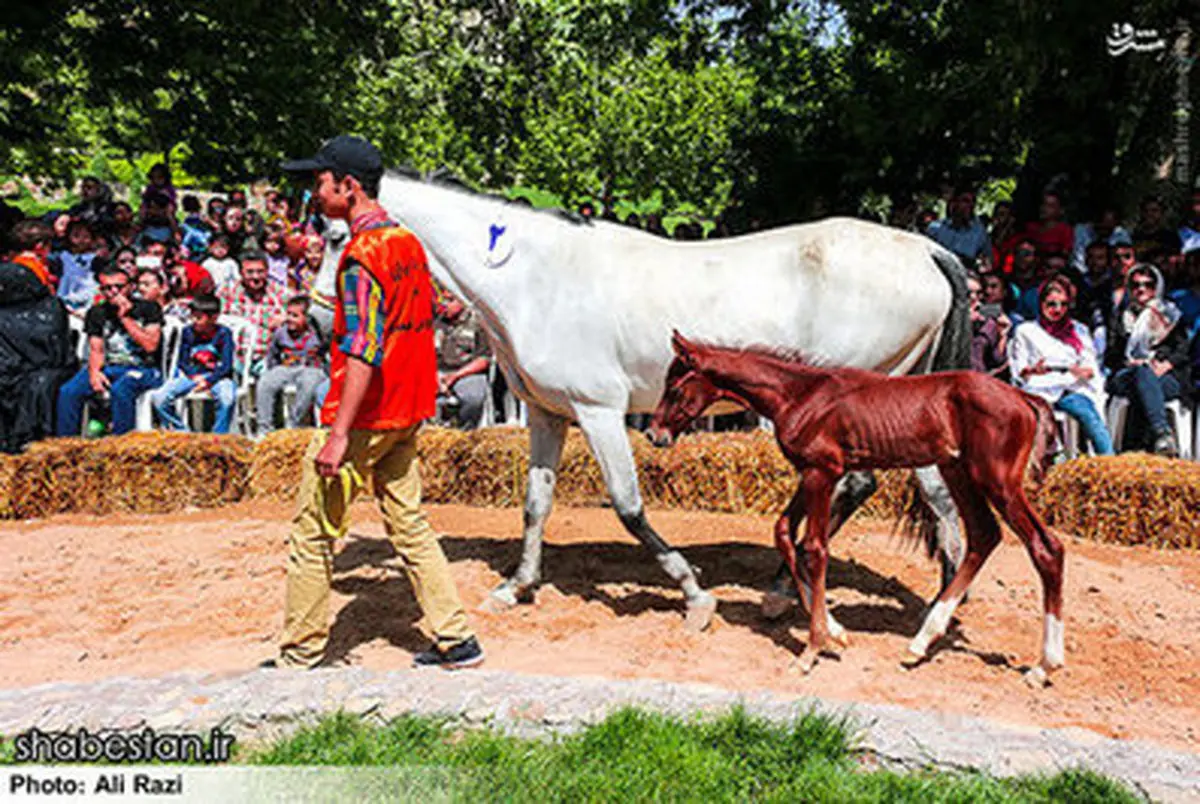 جشنواره ملی اسب اصیل ترکمن به روایت تصویر