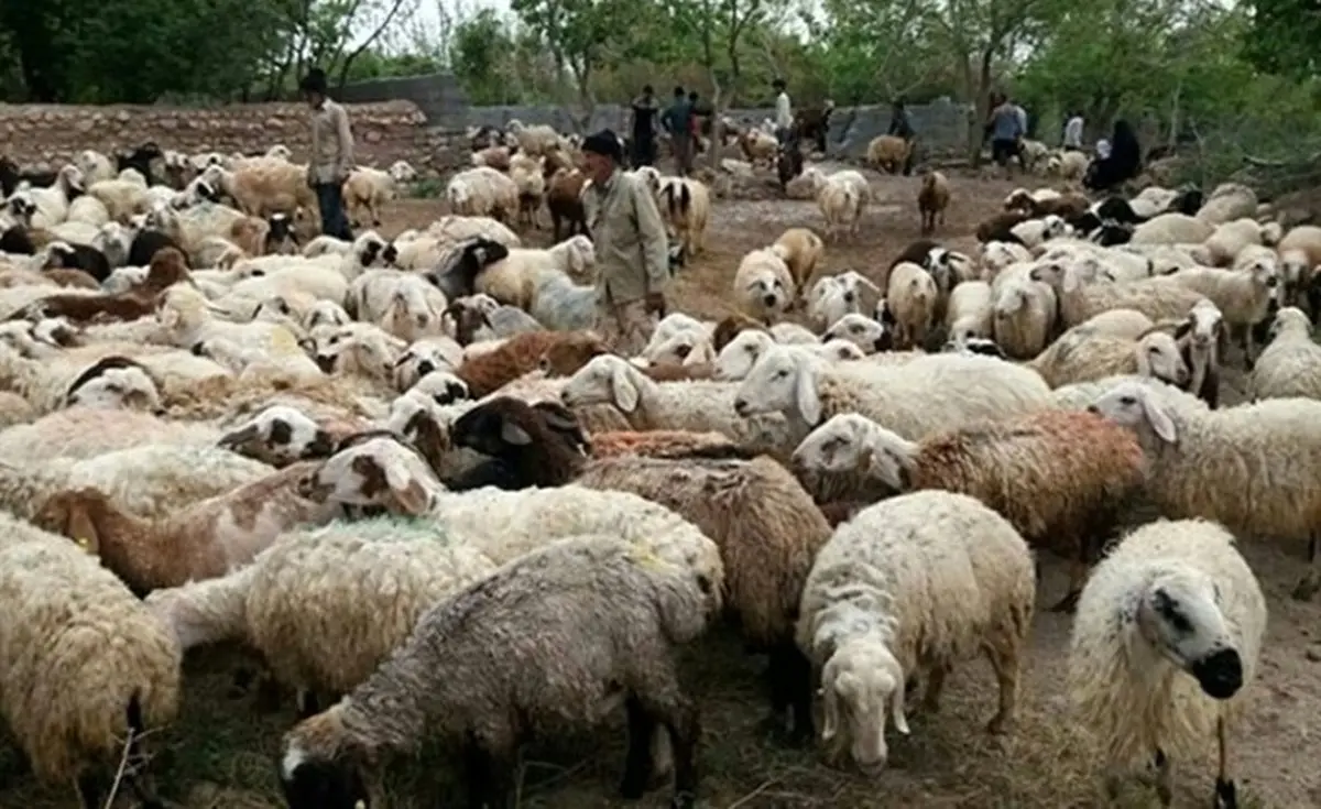 عرضه دام زنده در بورس کالا + جزئیات