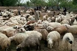 عرضه دام زنده در بورس کالا + جزئیات