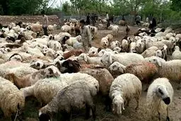 عرضه دام زنده در بورس کالا + جزئیات