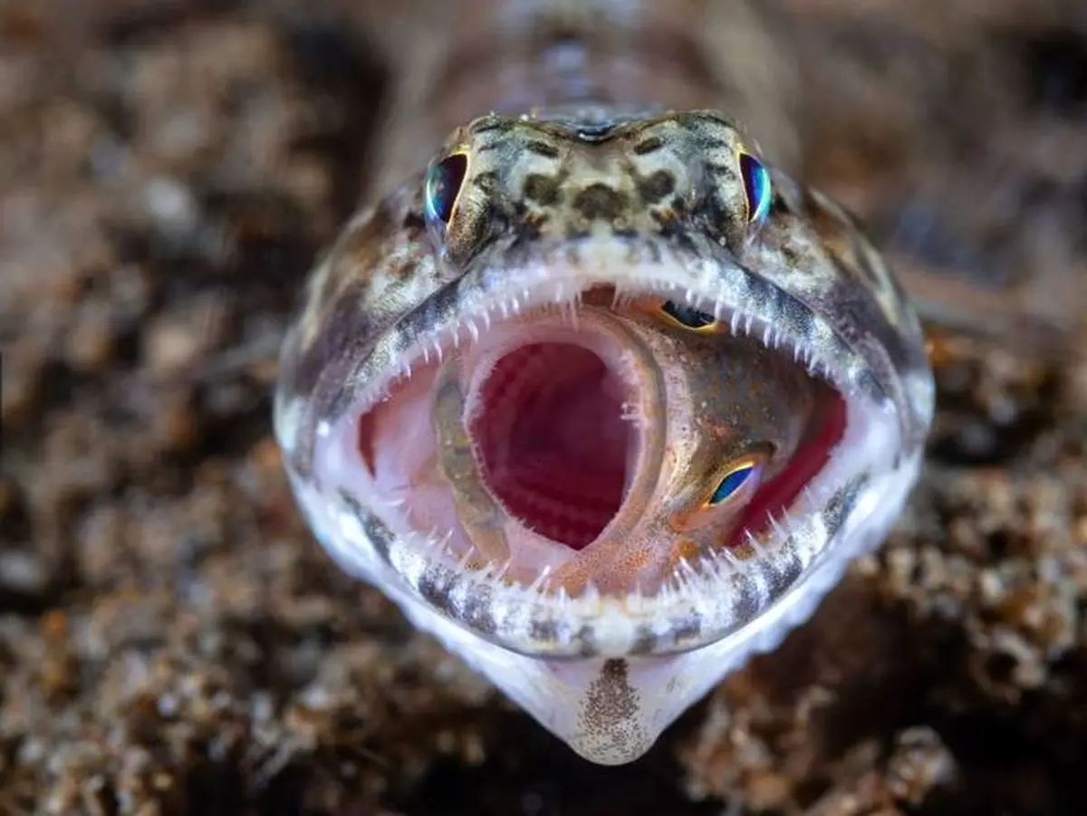 آخرین لحظات زندگی یک ماهی / عکس