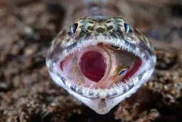 آخرین لحظات زندگی یک ماهی / عکس