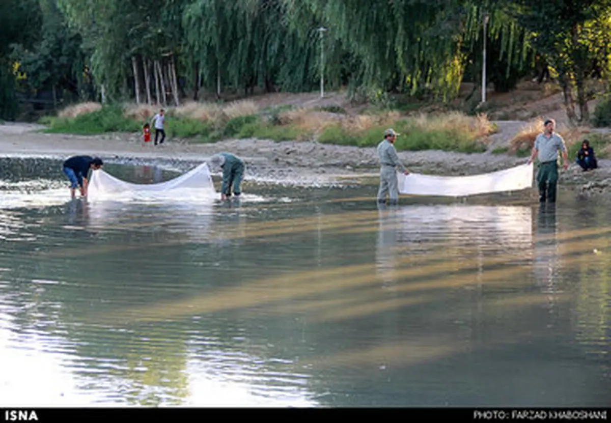 حواشی نجات ماهیان زاینده رود/تصاویر