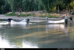 حواشی نجات ماهیان زاینده رود/تصاویر