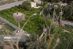 تصاویر زیبا از باغ لک‌لک‌ها در فصل بهار