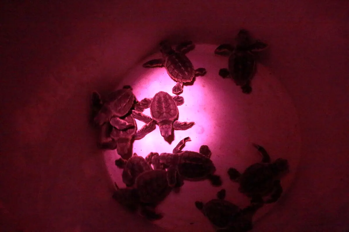 تصاویر/ تخم‌گذاری و تولد جوجه لاک‌پشت‌های پوزه عقابی در کیش