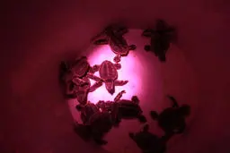 تصاویر/ تخم‌گذاری و تولد جوجه لاک‌پشت‌های پوزه عقابی در کیش