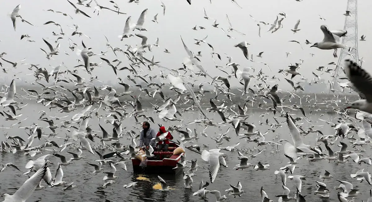 عکس / پرندگان مهاجر بر روی رودخانه یامونا در دهلی نو هند