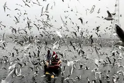 عکس / پرندگان مهاجر بر روی رودخانه یامونا در دهلی نو هند