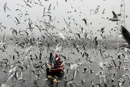 عکس / پرندگان مهاجر بر روی رودخانه یامونا در دهلی نو هند
