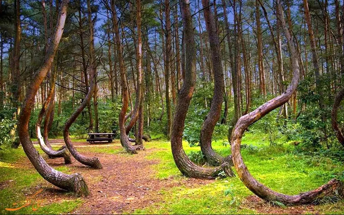 تصاویری از جنگل عجیب کج در لهستان