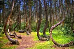 تصاویری از جنگل عجیب کج در لهستان