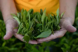 تصاویر: تولید چای در سوچی روسیه