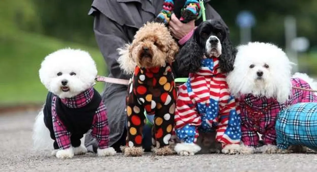 تصاویری از سگ‌هایی که لباس آدمیزاد به تن می‌کنند!