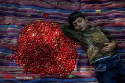 تصاویر زیبای برداشت زغال اخته