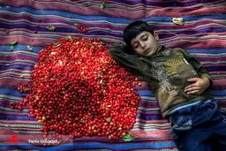 تصاویر زیبای برداشت زغال اخته