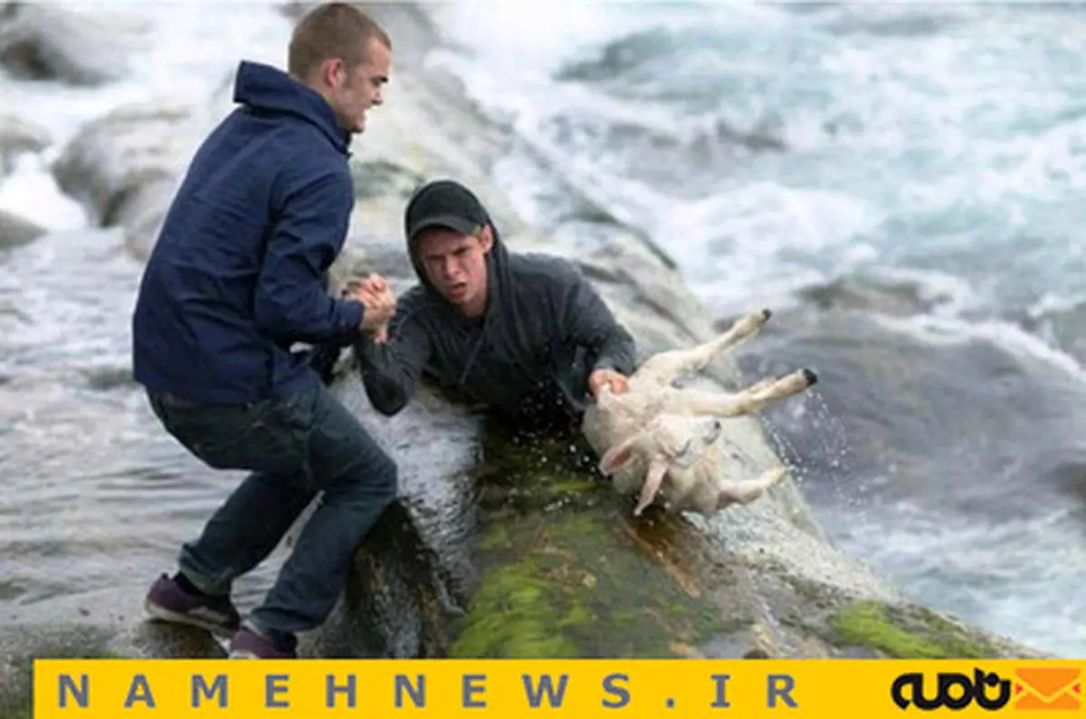 تصاویری دیدنی از انسان‌هایی که به داد حیوانات می‌رسند