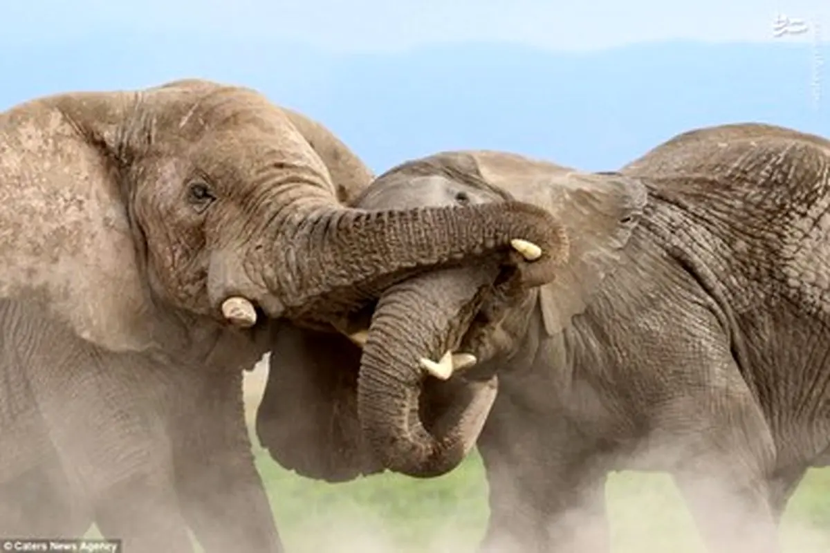 دعوای جالب به سبک حیات وحش!/تصاویر