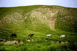 مراوه تپه؛ بهشتی در گلستان