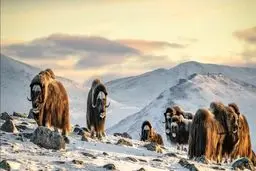 تصویری زیبا از حیات وحش نروژ / عکس