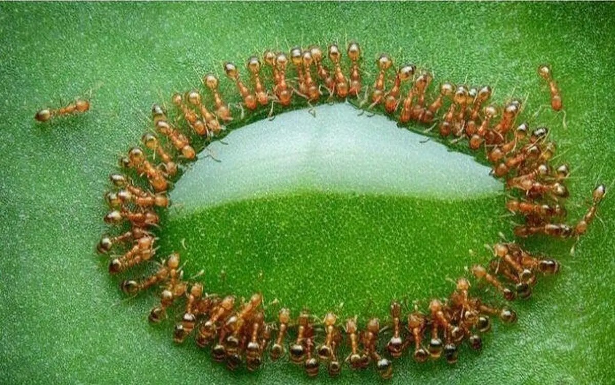 سلفی مورچه ها با قطره عسل/عکس
