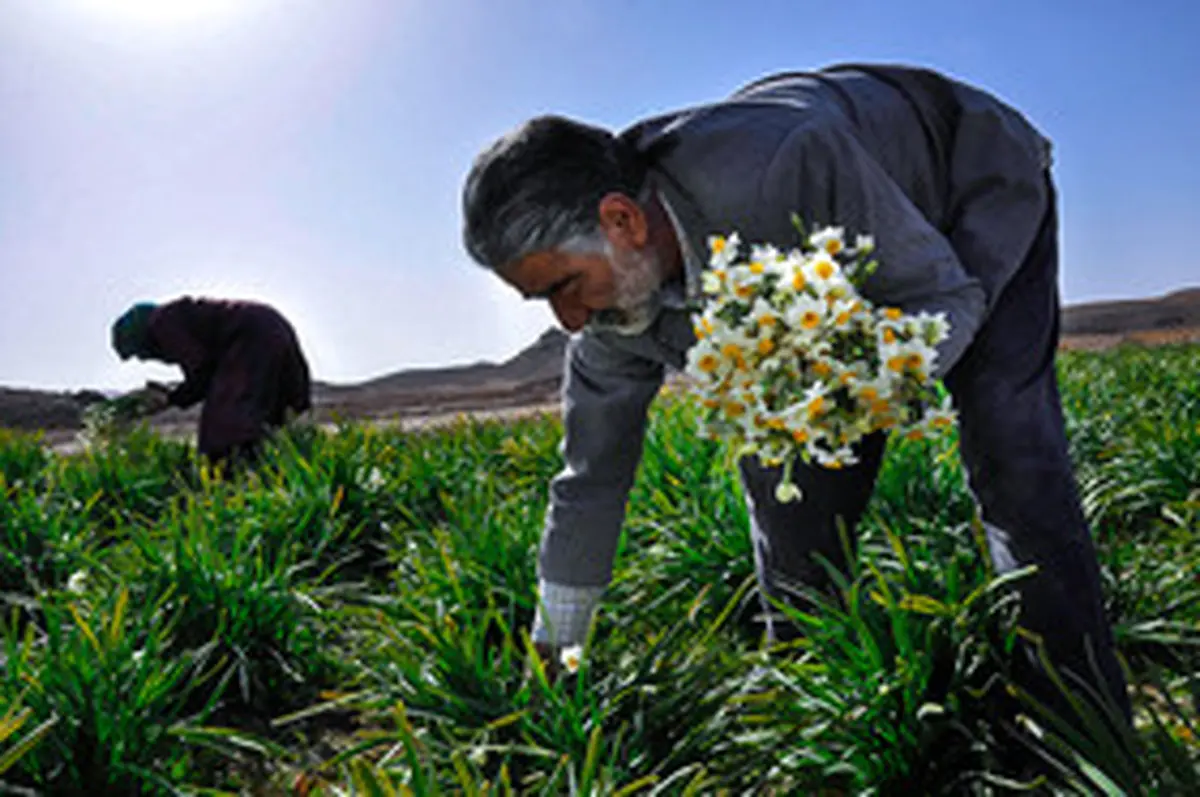 برداشت گل نرگس در بیرجند/عکس