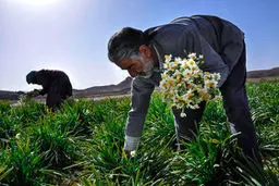برداشت گل نرگس در بیرجند/عکس