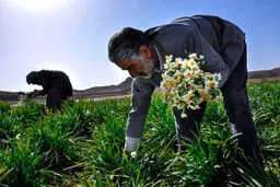 برداشت گل نرگس در بیرجند/عکس