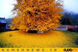 تصاویری متفاوت از برگ ریزان درخت۱۴۰۰ساله/ تصاویر