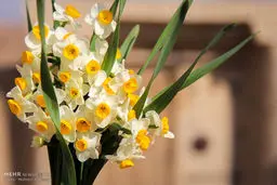 تصاویری زیبا از برداشت گل نرگس