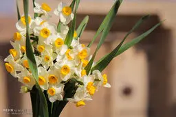 تصاویری زیبا از برداشت گل نرگس