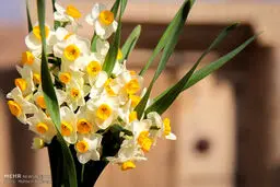 تصاویری زیبا از برداشت گل نرگس