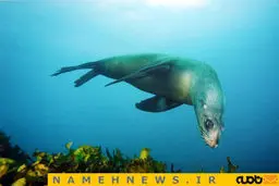 دنیای شگفت‌انگیز زیر آب/ تصاویر