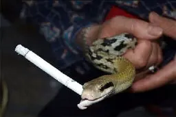 سیگار کشیدن یک مار (+عکس)