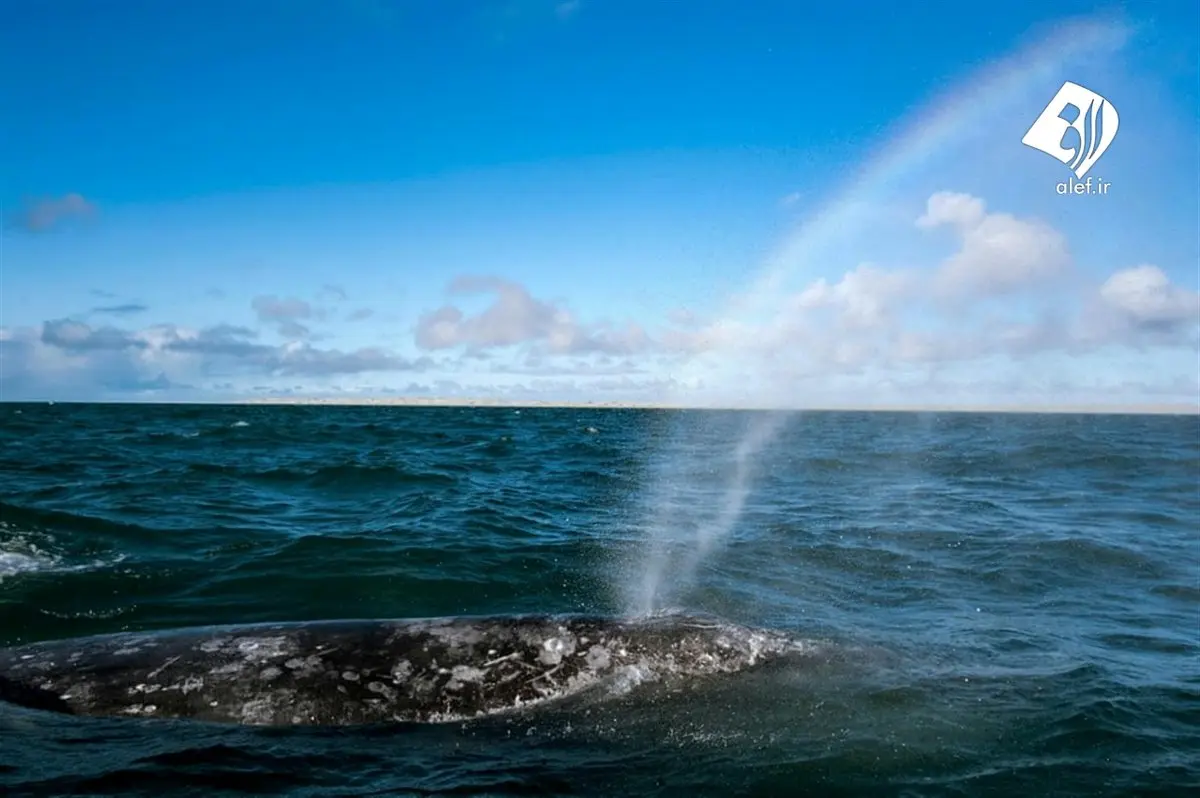 تماشای نهنگ‌های مهاجر در مکزیک+عکس‌ها