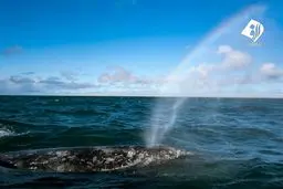 تماشای نهنگ‌های مهاجر در مکزیک+عکس‌ها