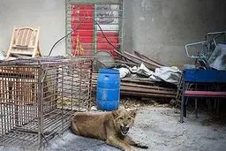 رهایی شیر از شکنجه های وحشیانه معرکه گیر+عکس