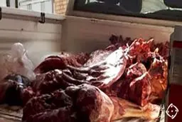 300 کیلو گوشت قرمز بدون تاریخ و فاسد شده در لردگان + عکس